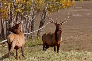 alce toro nel parco delle colline di cipressi di alberta foto