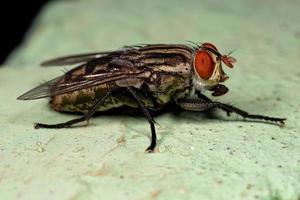 mosca di carne adulta foto