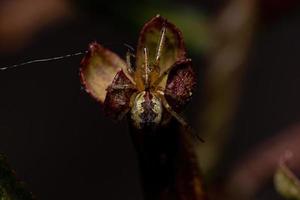 ragno ragnatela maschio adulto foto