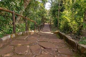 sentiero attraverso una foresta foto