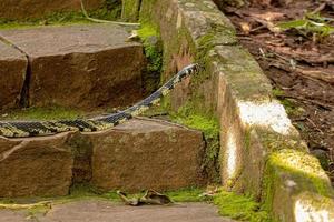 serpente di pollo nero e giallo foto