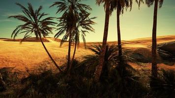 palme nel deserto del Sahara foto