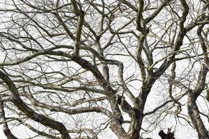 ramo di albero secco isolato su sfondo bianco. foto