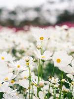 i fiori bianchi del cosmo sbocciano nel giardino. foto