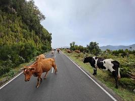 mucche che passano in mezzo alla strada nell'isola di madeira, in portogallo. giornata nuvolosa. viaggiare per il mondo. foto