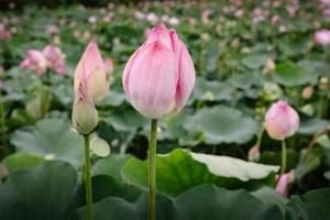 fiori di loto rosa che sbocciano nel lago, fiore di ninfea con bellissime foglie pattern.tropical botanica fiore pianta che sboccia nello stagno naturale. sfondo naturale foto