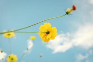 i fiori del cosmo sbocciano sullo sfondo del cielo blu, primo piano del fiore del cosmo sbocciano al mattino. fuoco selettivo della pianta del fiore del cosmo naturale che fiorisce nel giardino all'aperto nella stagione primaverile. foto