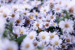 primo piano di fiori di aster che sbocciano sullo sfondo, bella primavera di fiori in giardino. naturale di fiori di piante floreali nel giardino dei campi. messa a fuoco selettiva del dettaglio dei fiori di aster foto