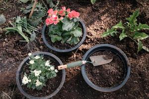 il giardiniere si prepara a rinvasare un albero in una pentola in giardino. giardinaggio domestico piantagione di fiori e alberi tropicali. foto