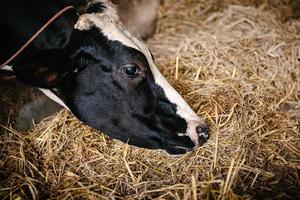mucca che nutre erba al pascolo in allevamento di bovini da latte, bestiame aziendale e imprenditore agricolo. allevamento lattiero-caseario foto