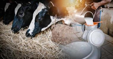 bovini da latte e concetto di industria agricola, agricoltore che versa latte crudo in un contenitore nell'allevamento di bovini. immagini a doppia esposizione di allevatore e vacca da latte, allevamento di bestiame e imprenditore agricolo. foto
