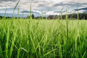 primo piano di foglie di riso nella fattoria agricola, scenario paesaggistico delle risaie agricole durante il tramonto. coltivazione del riso biologico agricolo per uno stile di vita sostenibile. sfondo vegetale naturale foto