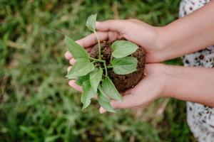 conservazione della natura e dell'ambiente per il concetto di risorsa sostenibile, mani femminili che tengono germogli di albero per la coltivazione nel campo agricolo. responsabilità ambientale per stili di vita sostenibili. foto