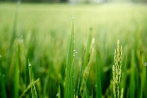 primo piano della pianta di risaia con goccia di pioggia sulle foglie durante il tramonto. agricoltura sfondo di allevamento di riso, pianta naturale di grano di riso fresco nei campi. risorsa sostenibile foto