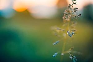 fiori selvatici gialli e prato verde sullo sfondo della foresta alla luce del sole serale, paesaggio primaverile estivo sfocato. sogno bokeh natura primo piano, avventura idilliaca naturale scenico. foto