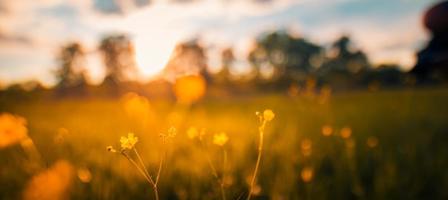 primavera estate tramonto alba prato erba e paesaggio sfocato campo forestale. natura idilliaca scenica, piante in primo piano, fiori selvatici sotto una luce solare morbida. idilliaca avventura di relax, passeggiata nella natura o escursione foto