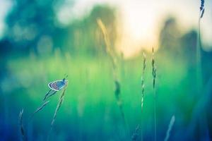 primo piano fantastico della natura, fiori estivi e farfalle sotto la luce del sole. luminoso sfocatura natura tramonto natura prato campo con farfalla come concetto primavera estate. il meraviglioso prato estivo ispira la natura foto