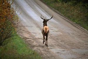 alce selvatico lungo una strada di campagna nel pittoresco saskatchewan foto