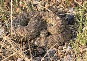 serpente a sonagli rannicchiato lungo una strada del saskatchewan foto