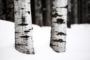 tronchi d'albero di pioppo tremulo in inverno foto