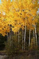 alberi di pioppo in autunno foto