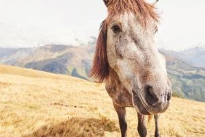 un cavallo baio e di colore bianco con una lunga criniera bionda foto