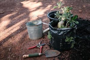 il giardiniere si prepara a rinvasare un albero in una pentola in giardino. giardinaggio domestico piantagione di fiori e alberi tropicali. foto