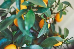 due fedi nuziali in arance. concetto di matrimonio arancione arancione foto