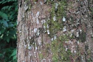 Struttura della corteccia di albero di durian di 15 anni foto