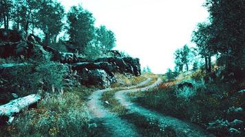 strada di campagna in una foresta di latifoglie in una mattinata nebbiosa foto