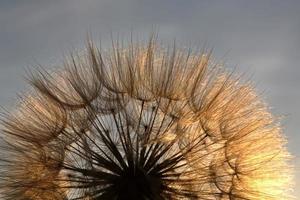 baccello di semi di beardsbeard illuminato dal sole nel pittoresco saskatchewan foto