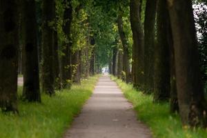 fila di alberi foto