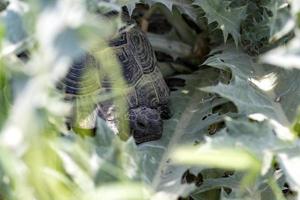 la tartaruga è nascosta tra cespugli, foglie verdi e natura, guscio di tartaruga foto