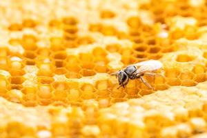 gruppo di api su riprese in studio a nido d'ape. concetto di cibo o natura foto