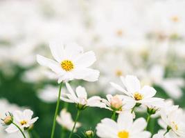 i fiori bianchi del cosmo sbocciano nel giardino. foto