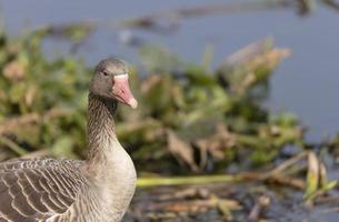 anatra d'oca selvatica o anser anser che si appollaia sull'erba vicino al corpo idrico. foto