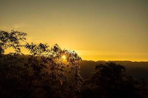 sagoma di alberi di bambù durante il tramonto foto