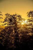 sagoma di alberi di bambù durante il tramonto foto