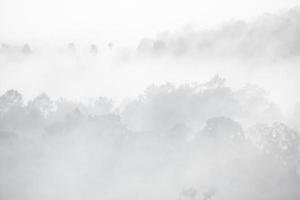 paesaggio forestale nella nebbia foto