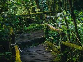 foresta pluviale nel parco nazionale di doi inthanon, tailandia foto