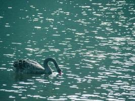 un cigno nero sta nuotando sull'acqua foto