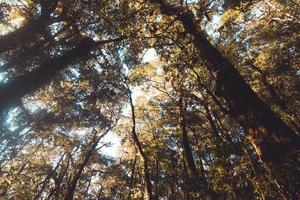 alberi in cima al tiro della formica foresta foto