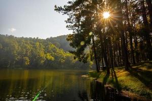 paesaggio di pini vicino al bacino idrico foto