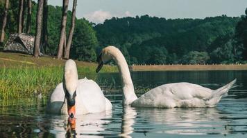 un cigno bianco che nuota sull'acqua foto