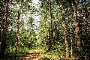 modo e alberi forestali sullo sfondo della natura. foto