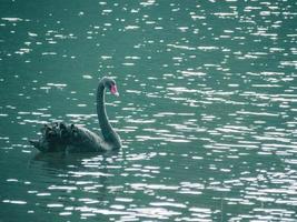 un cigno nero sta nuotando sull'acqua foto