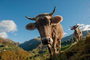 mucche con vitelli al pascolo foto