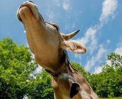 mucca al pascolo al pascolo foto