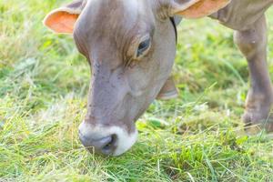 mucca che mangia erba nel prato in italia foto