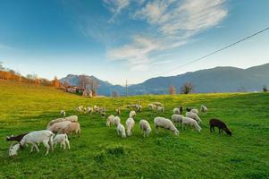 pecore al pascolo sulle alpi italiane foto
